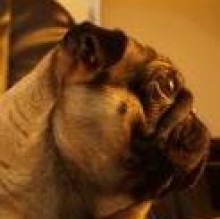 Avatar de Kubothepug