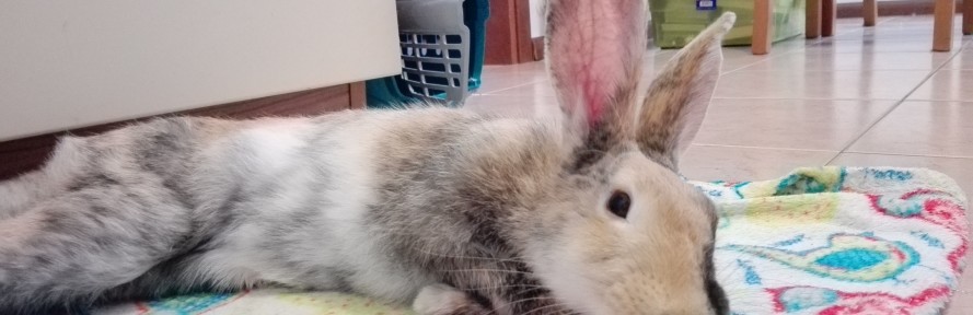 Cover di Mika Madden