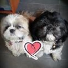 Avatar de CocoeTiffany Aglitti