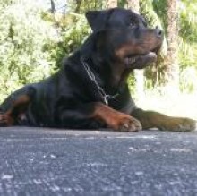 NANDO rottweiler's Avatar