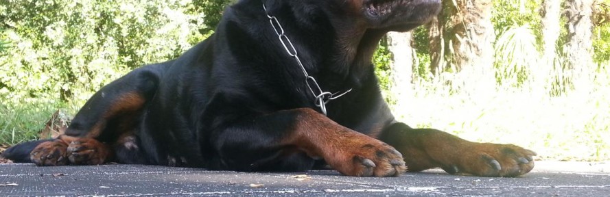 NANDO rottweiler's cover