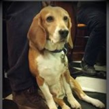 charliedadoli's avatar
