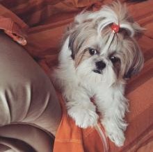 EllieShihTzu's Avatar