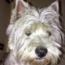 Immagine del profilo di olimpia de chiara