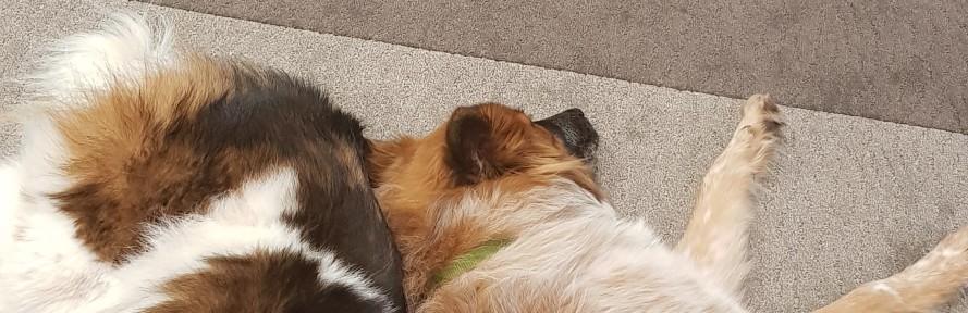 Cover di Sylvia Schodruch