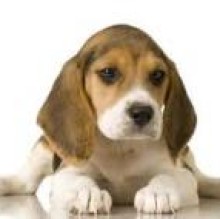 Pippi Manco's avatar