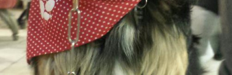 Cover di yuki cecchi