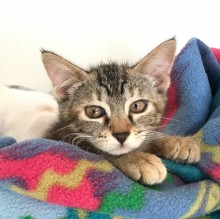 Immagine del profilo di LauraTrapper