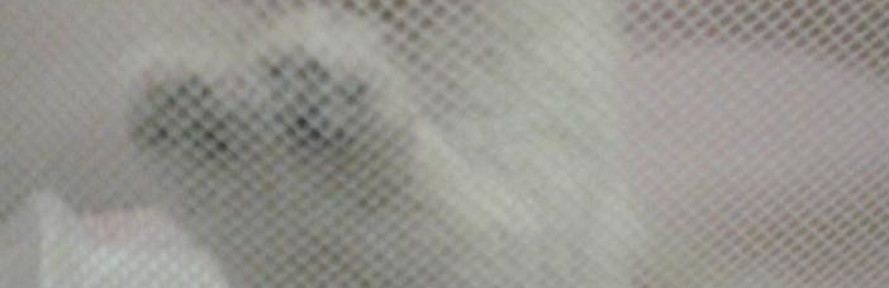 lolas's couverture