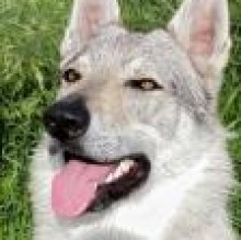 Navarre civili's avatar