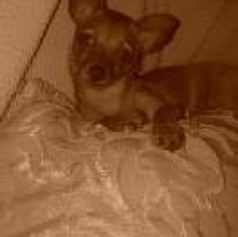Lizzy Piscopo's Avatar