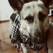 Hachy's Avatar