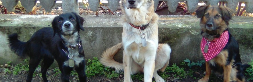 Valeria Ferraro's cover