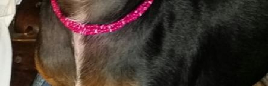 Cover di Sofi Ferrara