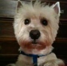 Agostino Sedda's Avatar