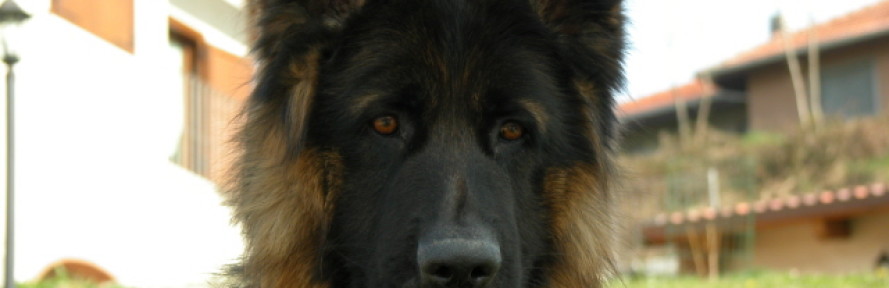 Wolf PT's couverture
