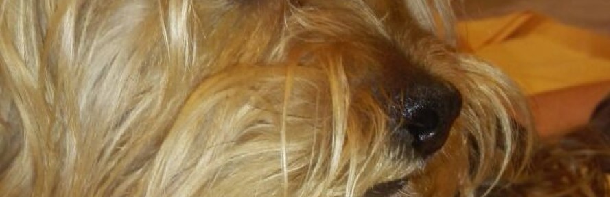 melina's couverture