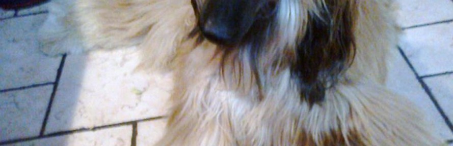 beautypet's couverture