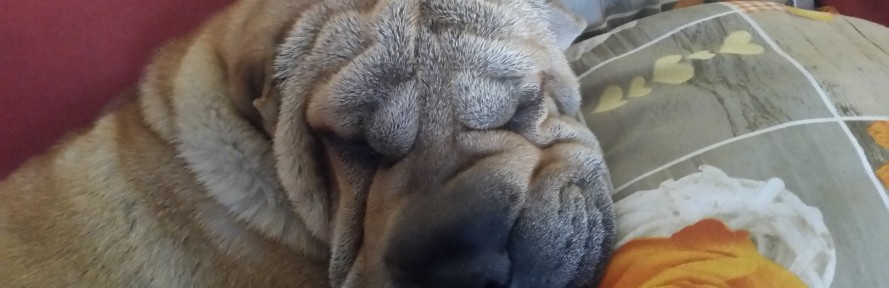 Cover di Sonia Cesario