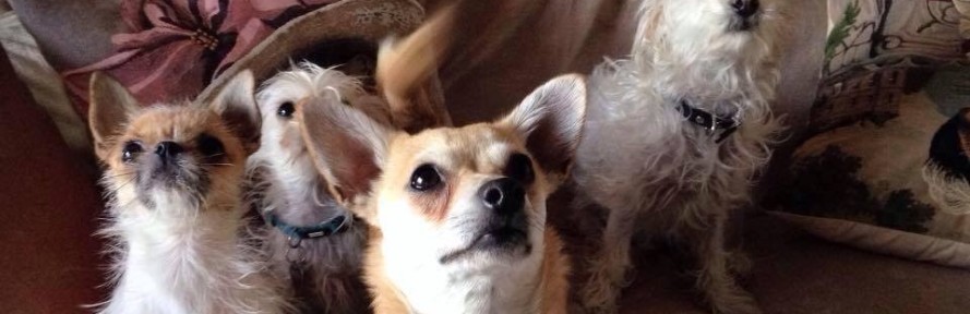 Cover di Toelettaturaolivia