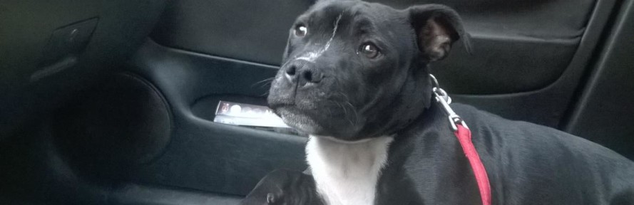 Cover di elchapo staffy