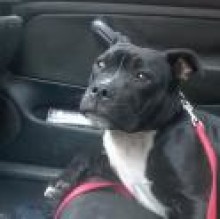Immagine del profilo di elchapo staffy