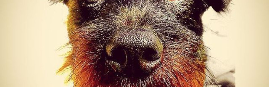 Sparky's cover