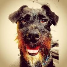 Sparky's avatar