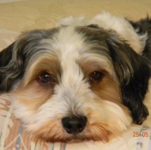 Elisabetta Ries's Avatar