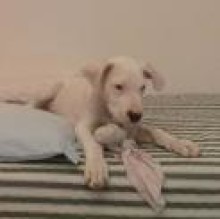 Zeus Bonetti's avatar