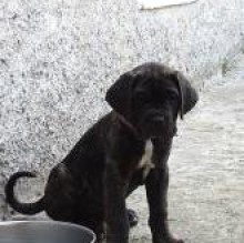 Rocco Drago's avatar