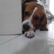 Immagine del profilo di Snoopy Tarantino