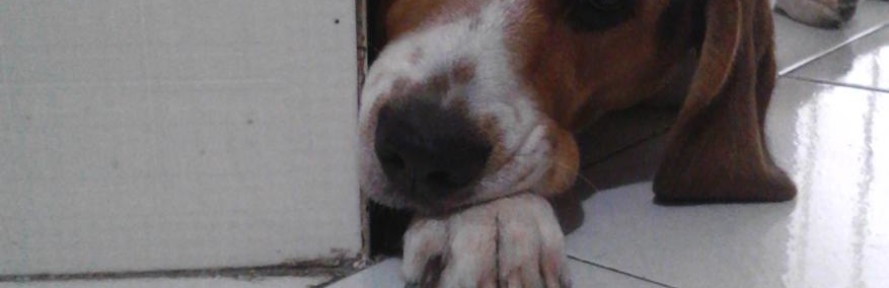 Cover di Snoopy Tarantino