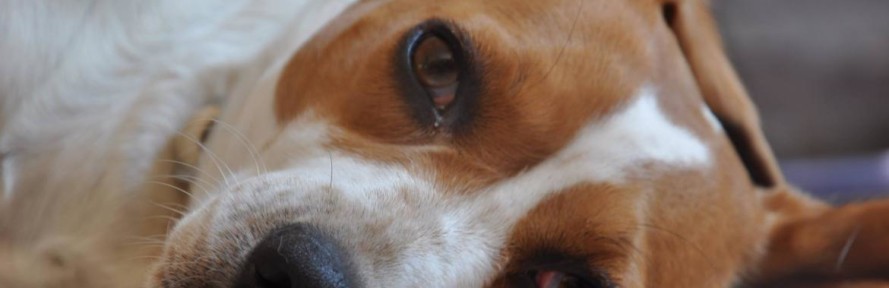 Cover di Peggy Beagle