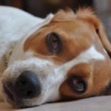 Immagine del profilo di Peggy Beagle