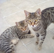 Immagine del profilo di Stefano Mattutino