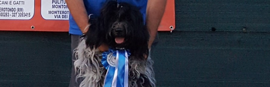 Cover di Cinzia Confalone