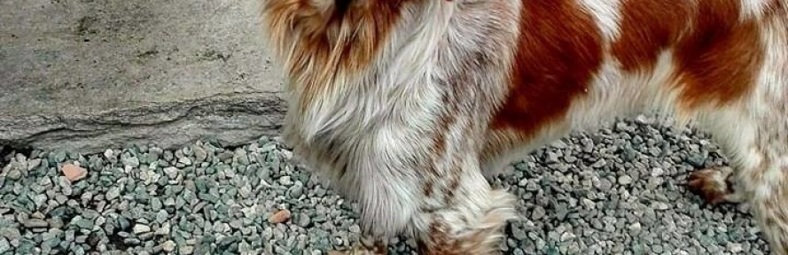 Giada Bompan's cover