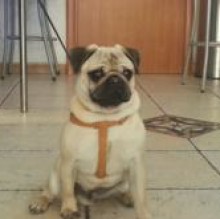 Avatar de ugo Giardina