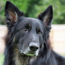 Immagine del profilo di Argo Pet