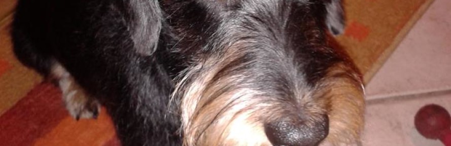 Cover di tobia
