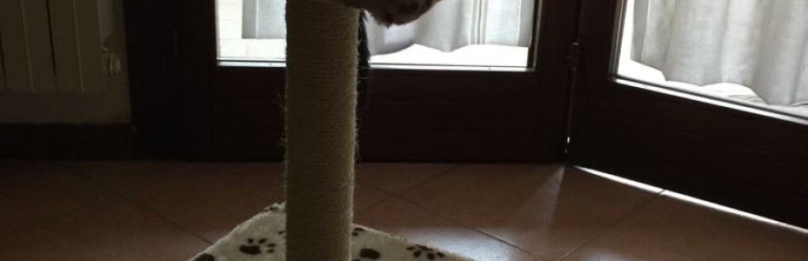 Alessandra Ceccomarini's couverture