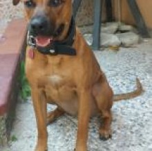Immagine del profilo di BettyPitBull