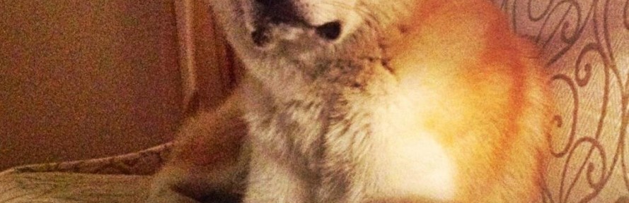 Cover di Kuma Mazzone