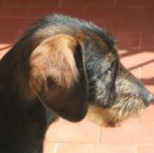 Pedro Nassi's avatar