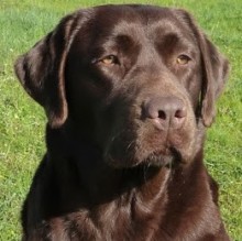 Nicola Nonis's avatar