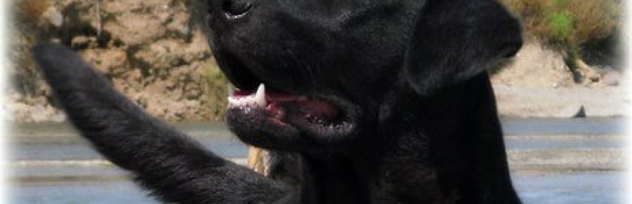reputation labrador's couverture