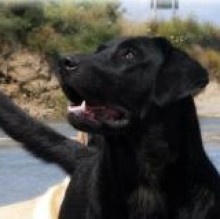 reputation labrador's avatar