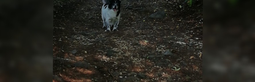 Isabella  Lovato 's cover