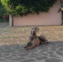 Avatar de puppy243